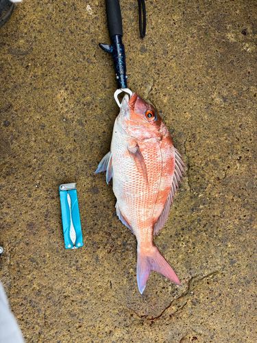タイの釣果