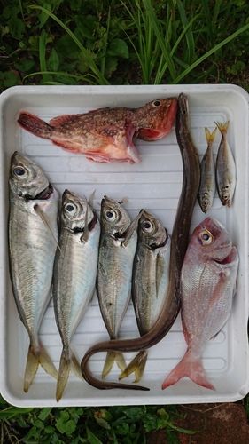 ハモの釣果