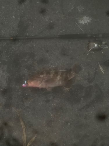 アコウの釣果