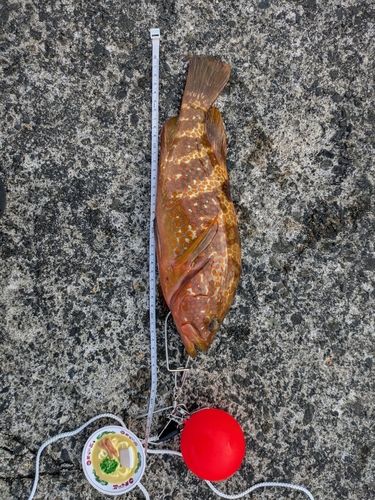 アコウの釣果
