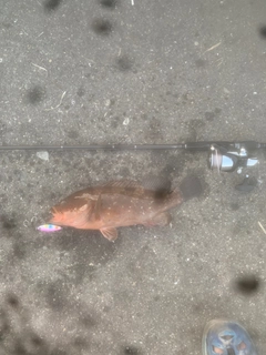 アコウの釣果