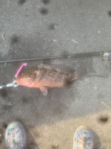 アコウの釣果