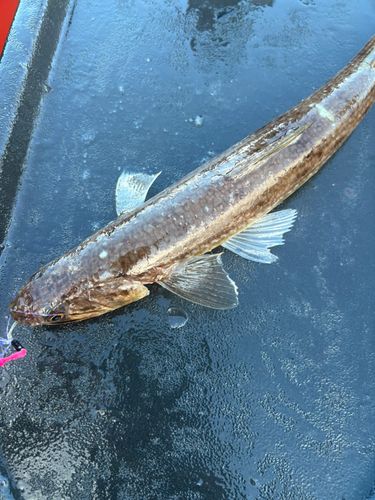 エソの釣果