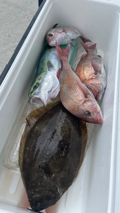 タイの釣果