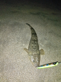 マゴチの釣果