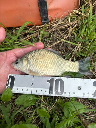 ヘラブナの釣果