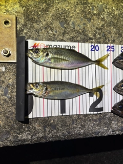 アジの釣果