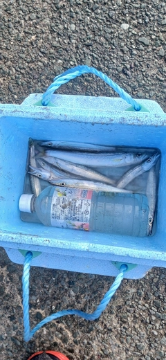 カマスの釣果