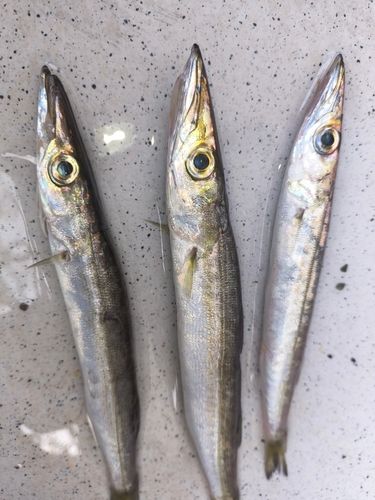 カマスの釣果