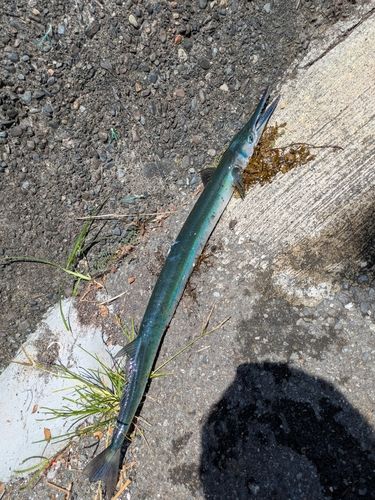 ダツの釣果