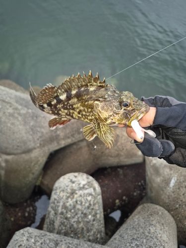 アラカブの釣果