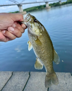 スモールマウスバスの釣果