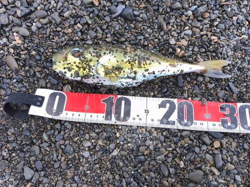 フグの釣果