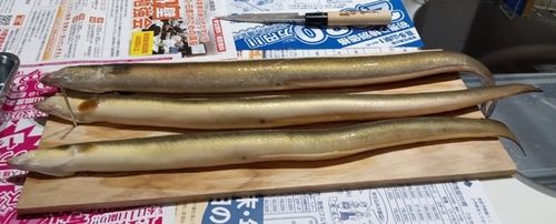 ウナギの釣果