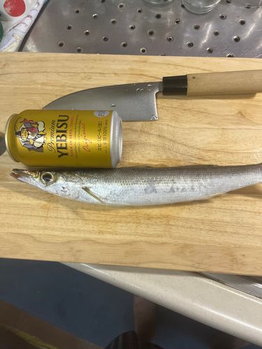 カマスの釣果