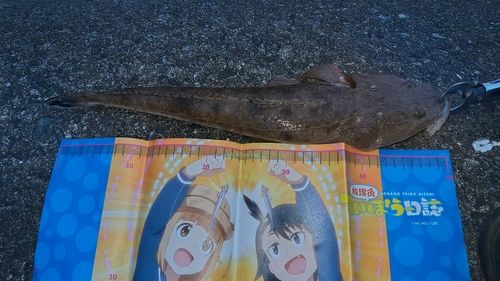 マゴチの釣果
