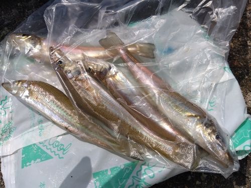 キスの釣果