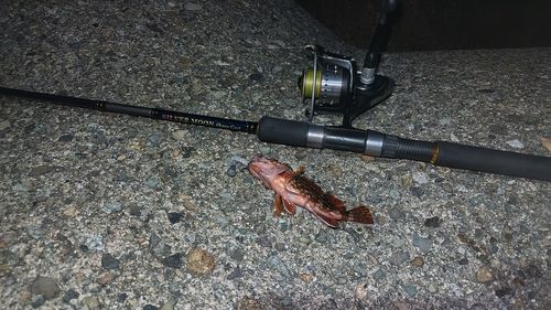 カサゴの釣果