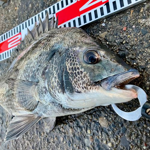 クロダイの釣果