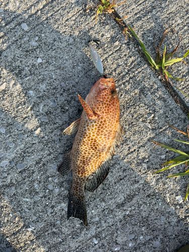 オオモンハタの釣果