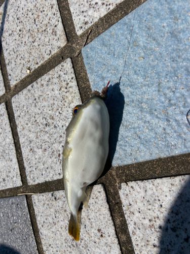フグの釣果