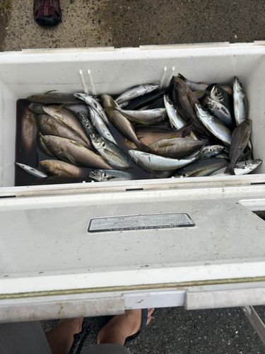 釣果