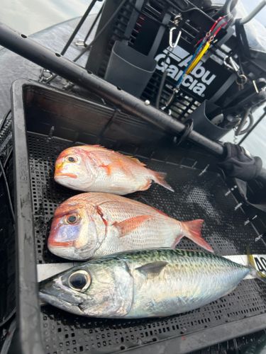 レンコダイの釣果
