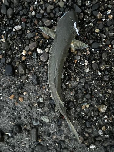 ボラの釣果