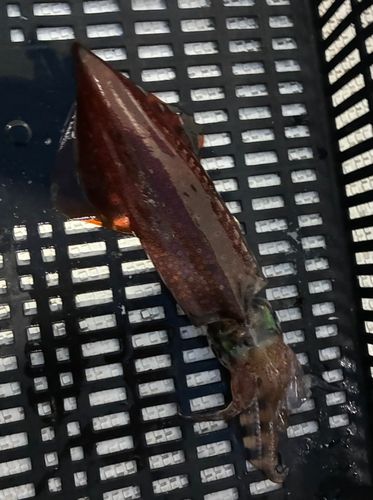シロイカの釣果