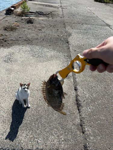 アイゴの釣果