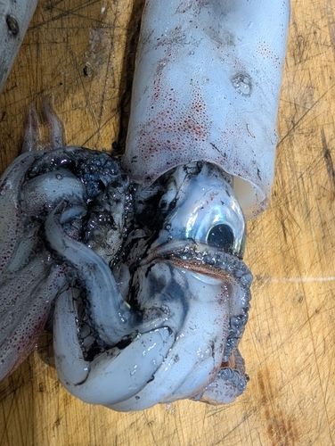 ケンサキイカの釣果