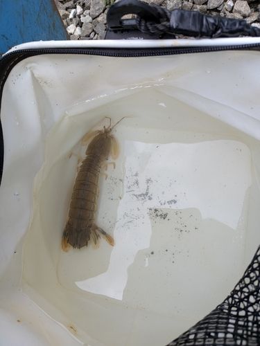 シャコの釣果