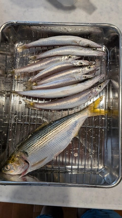 コノシロの釣果