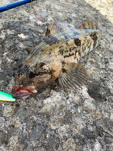 アイナメの釣果