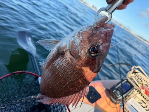 タイの釣果