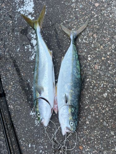 フクラギの釣果