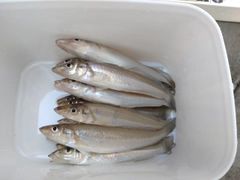 キスの釣果