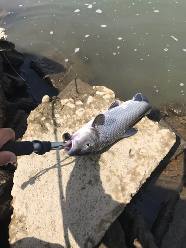 ニゴイの釣果