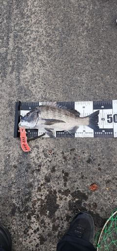 チヌの釣果