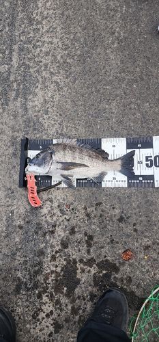 チヌの釣果