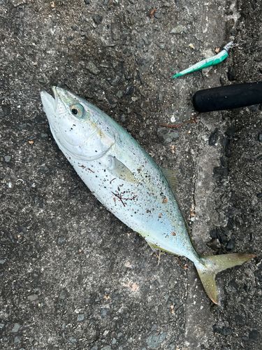 ハマチの釣果