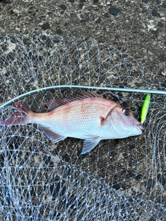タイの釣果