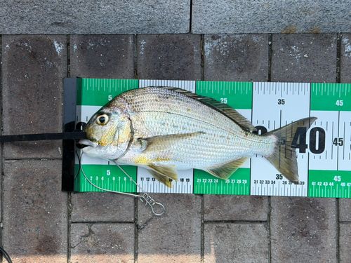 ヘダイの釣果