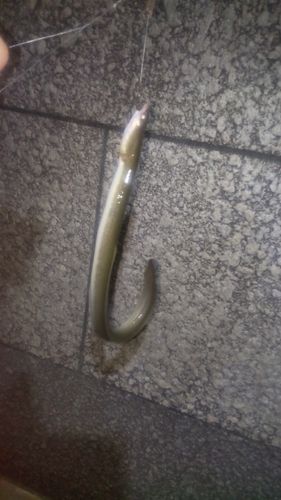 ウナギの釣果