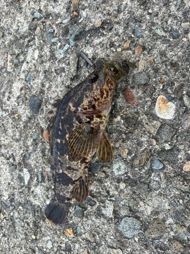 タケノコメバルの釣果