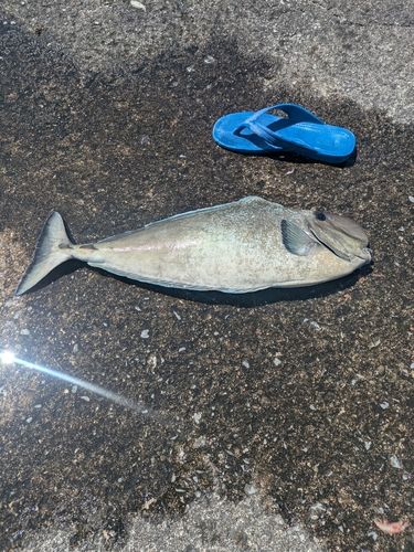 テングハギモドキの釣果