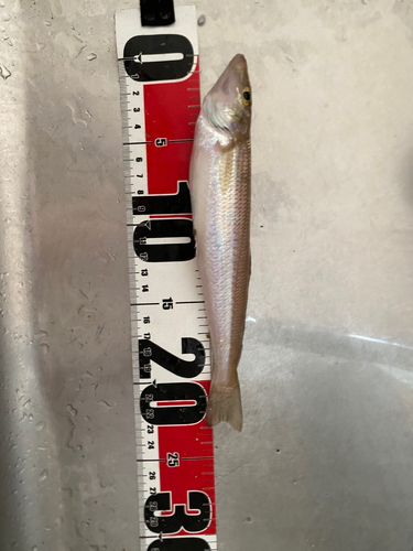 キスの釣果