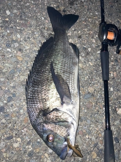 クロダイの釣果