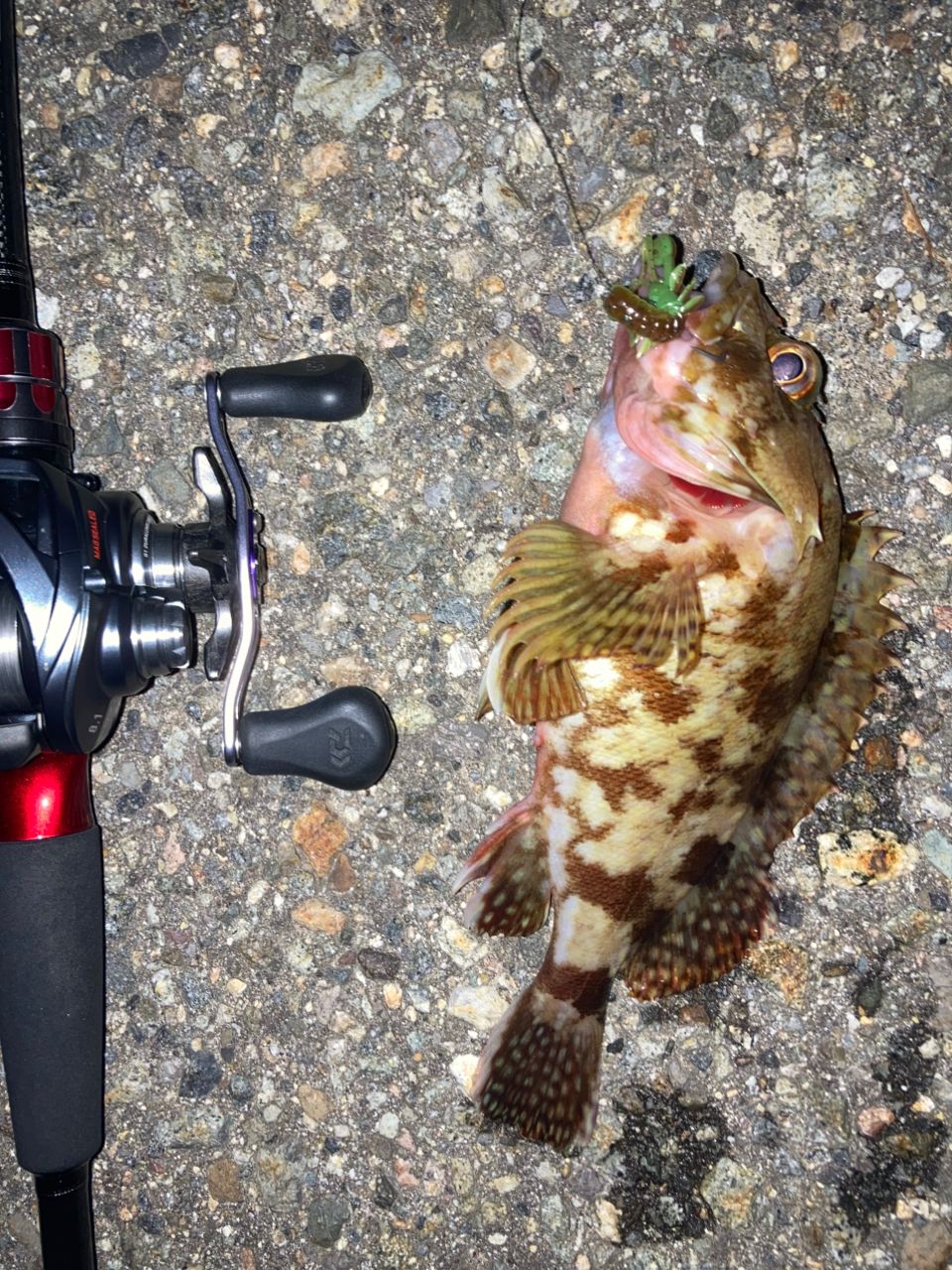 DAIWA 21HRF® (ハードロックフィッシュ) エア 83MB・Nの最安値