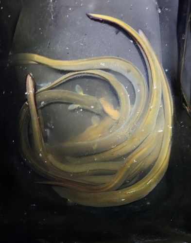 ウナギの釣果